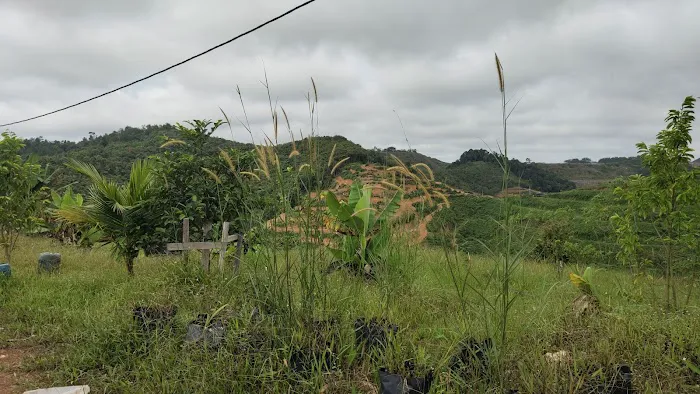 CC Lim Durian Plantation Picture 4