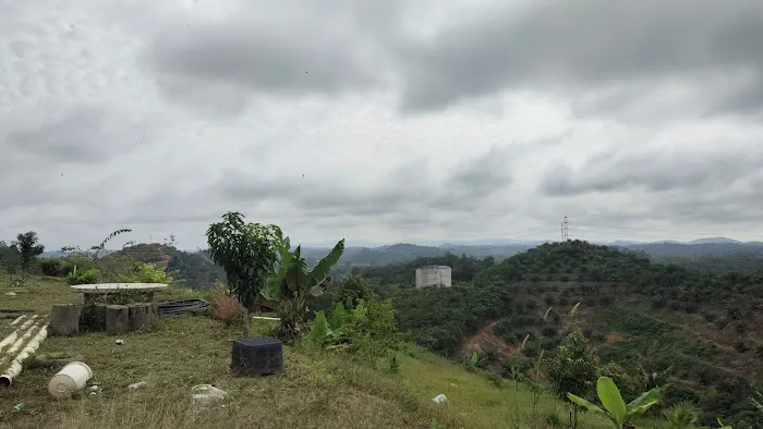 CC Lim Durian Plantation Picture 3