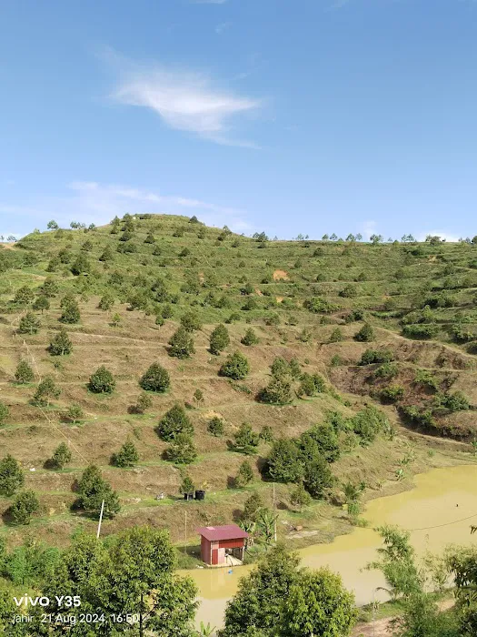 CC Lim Durian Plantation Picture 9