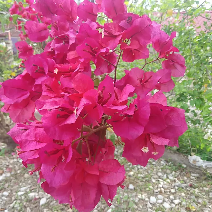 Kg Rengai Picture 1