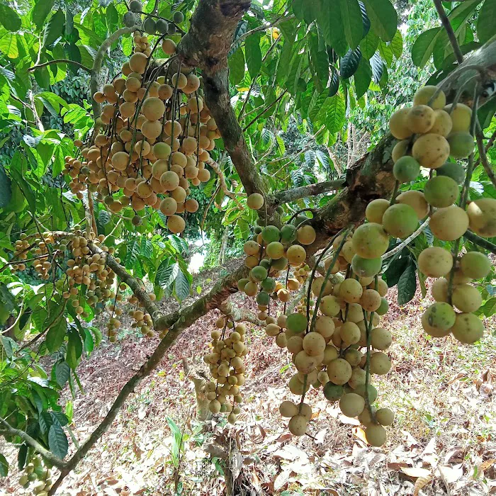 Kg Rengai Picture 3