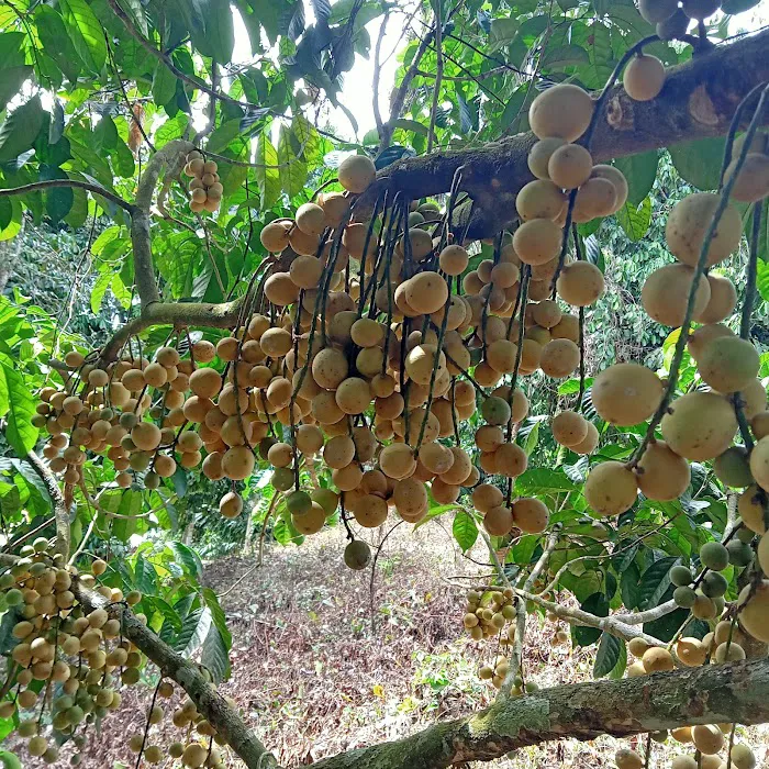 Kg Rengai Picture 4