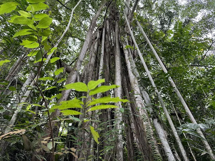 Taman Tugu Hike Trails Picture 5