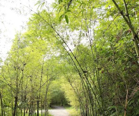 Taman Tugu Hike Trails