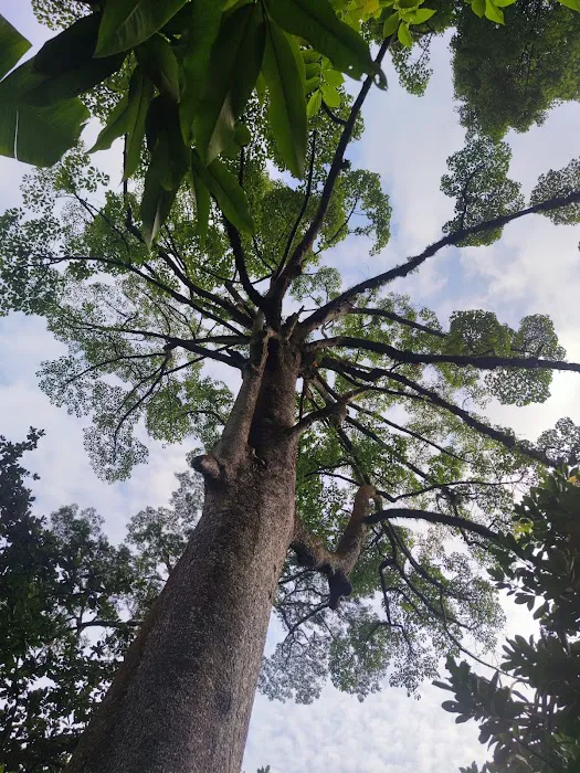 Taman Tugu Hike Trails Picture 2