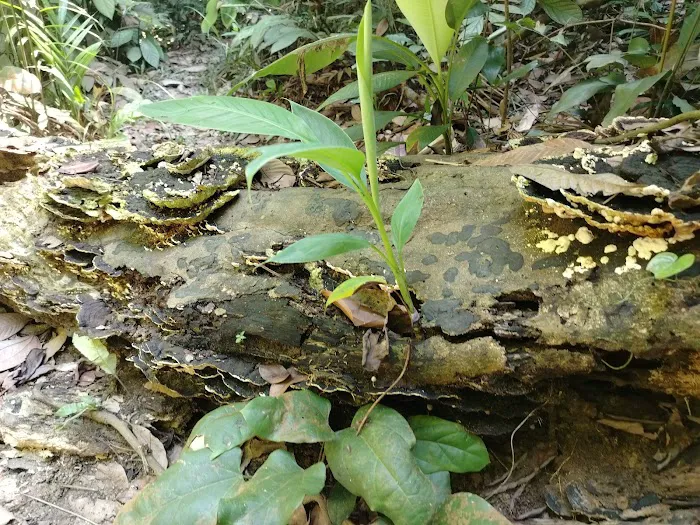 Pulai Trail Picture 3