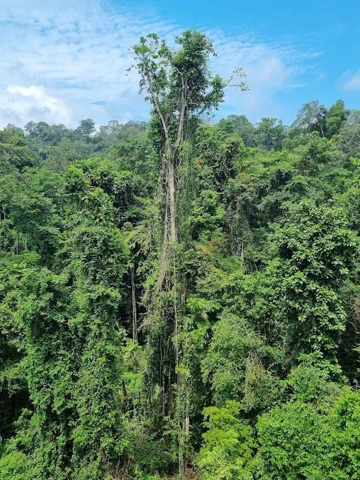 Tree Top Walk Picture 2