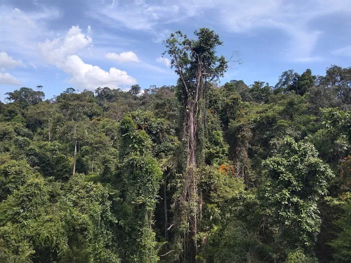 Tree Top Walk Picture 7