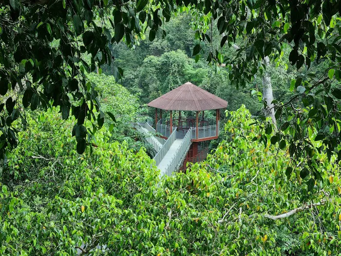Tree Top Walk Picture 1