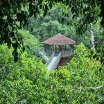 Tree Top Walk