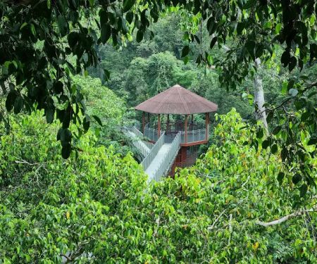 Tree Top Walk