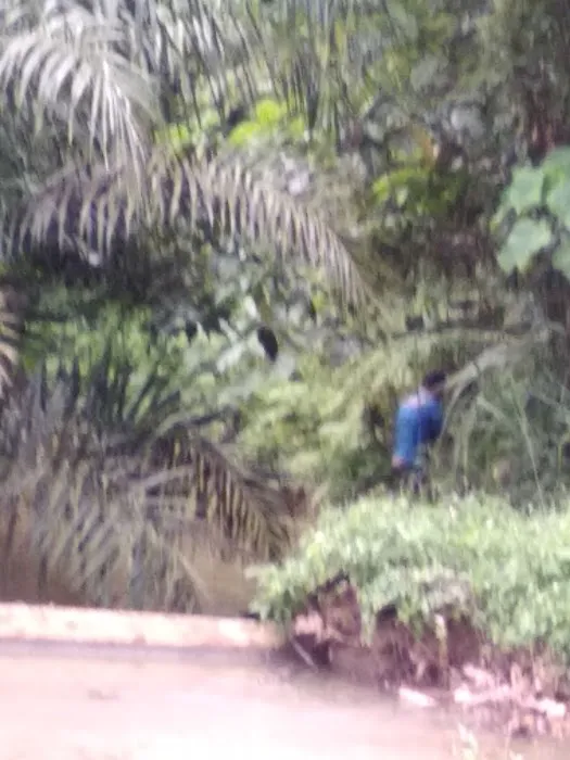 Hutan Lipur Terenggun Picture 1