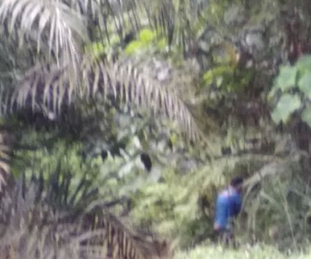 Hutan Lipur Terenggun