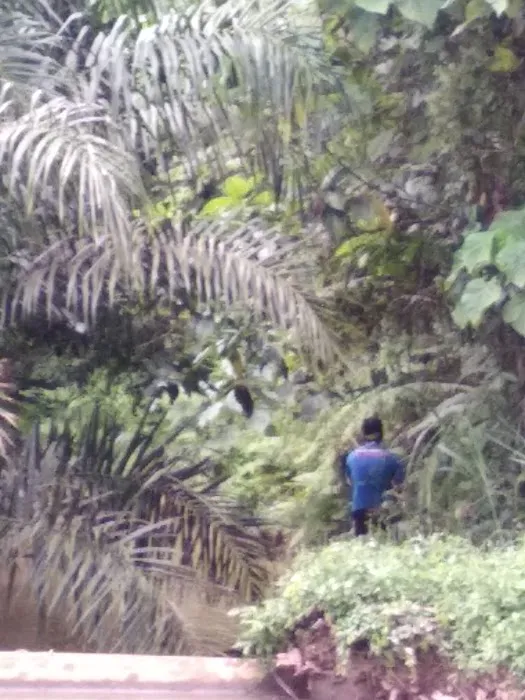 Hutan Lipur Terenggun Picture 2