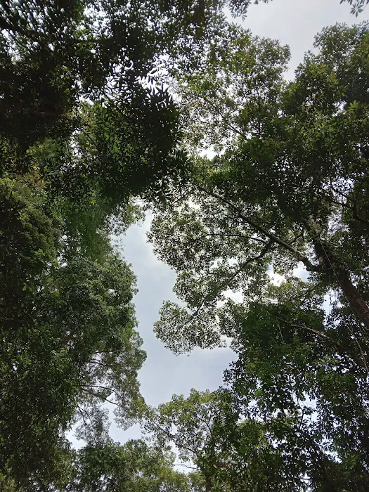 Lata Serigala Picture 3