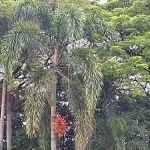 Taman Kejiranan Jalan Kuang Bulan, Kepong