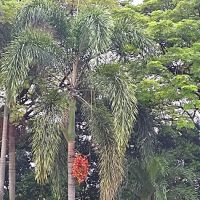Taman Kejiranan Jalan Kuang Bulan, Kepong ico