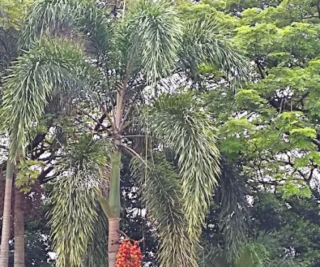 Taman Kejiranan Jalan Kuang Bulan, Kepong