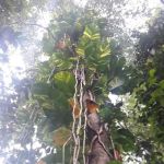 Taman Warisan FRIM