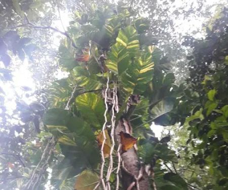 Taman Warisan FRIM