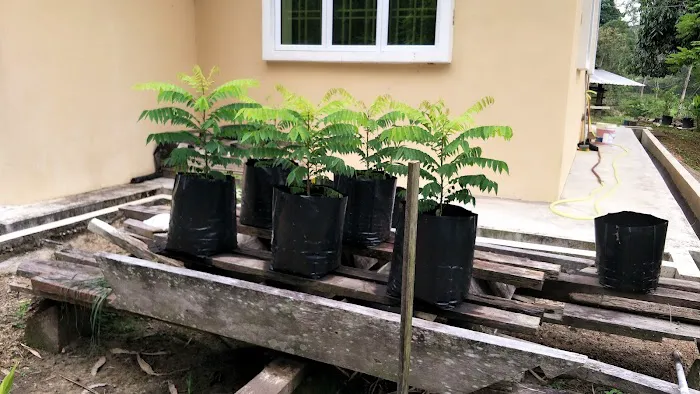 Masjid Kariah Kg. Temau Tengah Picture 6