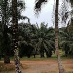 Asrama D Ladang Felda Bkt Sagu 8