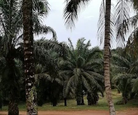 Asrama D Ladang Felda Bkt Sagu 8