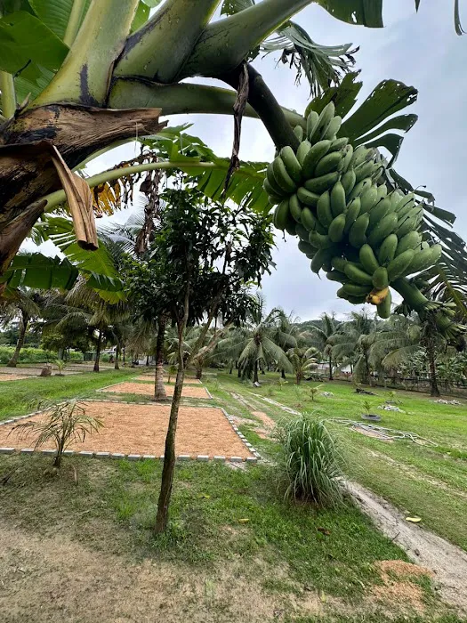 Kelapo Escape Picture 5
