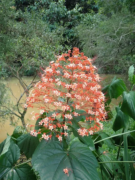 FRIM 2nd Entrance Garden of Eve, Taman Ehsan Picture 8