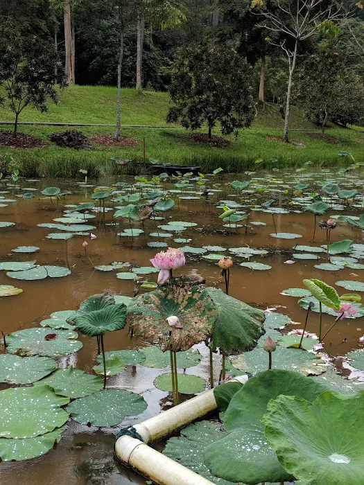 FRIM 2nd Entrance Garden of Eve, Taman Ehsan Picture 4