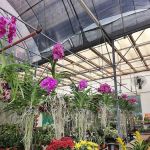 Floristika.com.my Wholesale Florist Malaysia