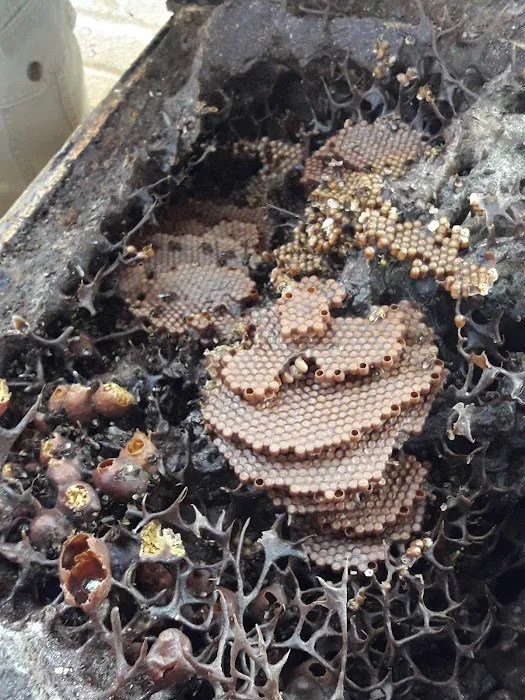 Melipoly Bee Farm Bentong & Raub Picture 6