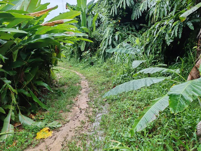 Bukit Lanjan West Hill Picture 5