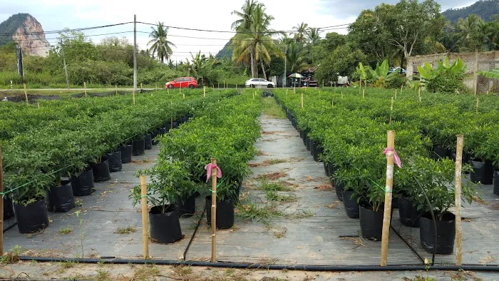 Booden's chili garden Picture 9