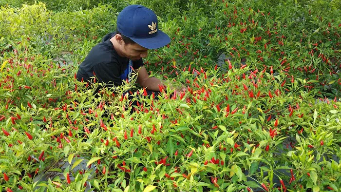 Booden's chili garden Picture 2