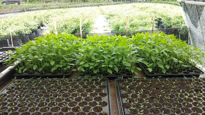 Booden's chili garden Picture 1