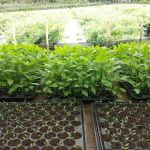 Booden's chili garden