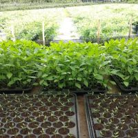 Booden's chili garden ico