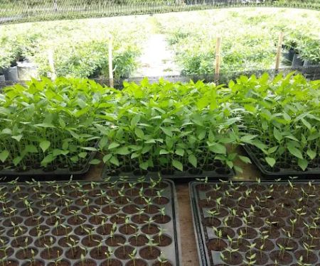 Booden's chili garden