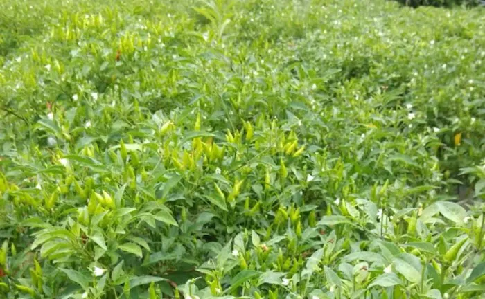 Booden's chili garden Picture 6