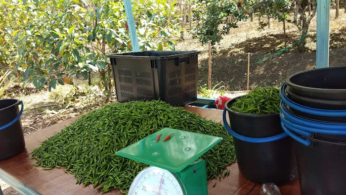 Booden's chili garden Picture 5