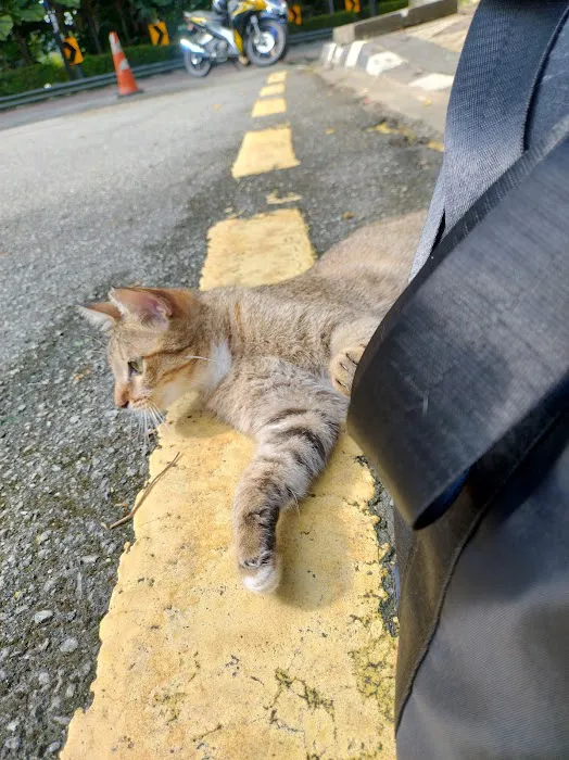 Friendly cat Picture 1