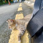 Friendly cat