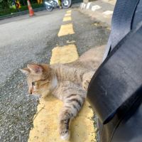 Friendly cat ico