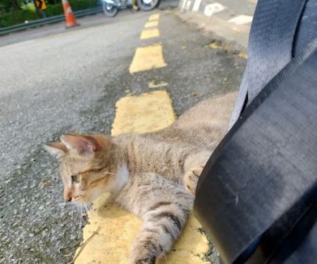 Friendly cat