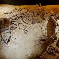 Dinosaur Encounter Pusat Sains Negara ico