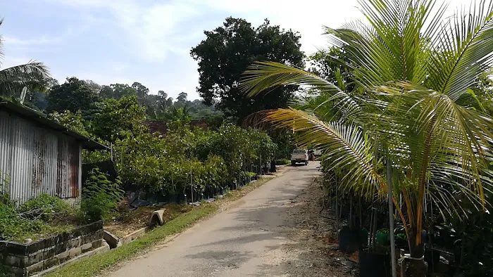 Sg Buloh Fruit Tree Nursery Picture 1