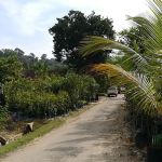 Sg Buloh Fruit Tree Nursery