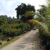 Sg Buloh Fruit Tree Nursery ico