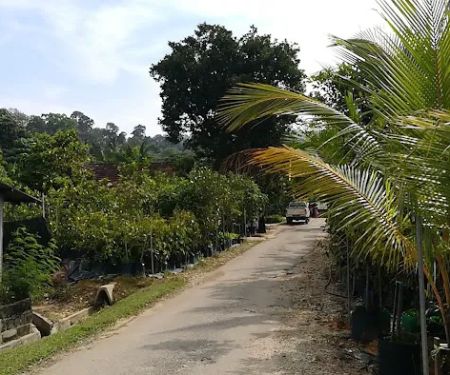 Sg Buloh Fruit Tree Nursery